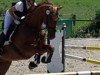 dressage horse Wendelin H (Mecklenburg, 2002, from Wind Dancer)