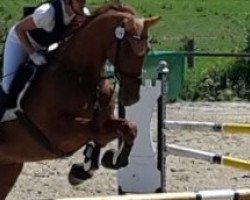 dressage horse Wendelin H (Mecklenburger, 2002, from Wind Dancer)