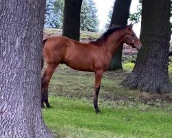 horse Landmüller (Deutsches Sportpferd, 2021, from Landrebell)