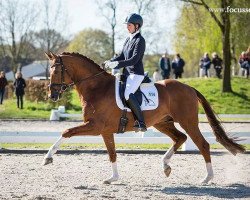 stallion Elton John Dvb (KWPN (Royal Dutch Sporthorse), 2009, from Jazz)