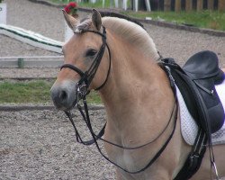 horse Here I'am Yellow (Fjord Horse, 2002, from Manus)