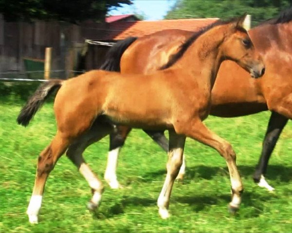 jumper Just Balou (Zangersheide riding horse, 2020, from Jaloubet K VDL)