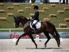 dressage horse Schoko Prinz (Westphalian, 2012, from Stoiber SN)