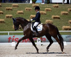 dressage horse Schoko Prinz (Westphalian, 2012, from Stoiber SN)