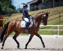 broodmare Moosbachhof's Florin (Austrian Warmblood, 2011, from Fit for Fun)