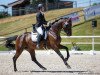 dressage horse FBW Quadrofina P (Württemberger, 2012, from Quadrofino)