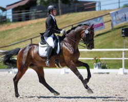 dressage horse FBW Quadrofina P (Württemberger, 2012, from Quadrofino)