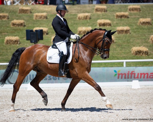 dressage horse Leroy 185 (Württemberger, 2012, from Lord Leopold 7)