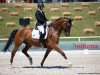 dressage horse Leroy 185 (Württemberger, 2012, from Lord Leopold 7)