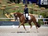 dressage horse Ferrero 42 (Hanoverian, 2013, from Fürst Romancier)