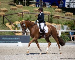 dressage horse Ferrero 42 (Hanoverian, 2013, from Fürst Romancier)