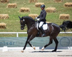 dressage horse Falcao (Hanoverian, 2012, from Fürst Nymphenburg)