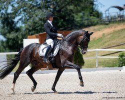 stallion DSP de Sandro (German Sport Horse, 2013, from Decurio 3)