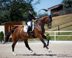 dressage horse Cariba 22 (Oldenburg, 2011, from Cabaret)