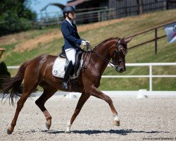 dressage horse Bordeaux's delight (Württemberger, 2011, from Bordeaux 28)