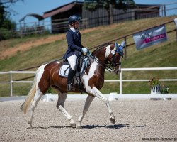 dressage horse Seabiscuit RW (Württemberger, 2012, from Samaii)