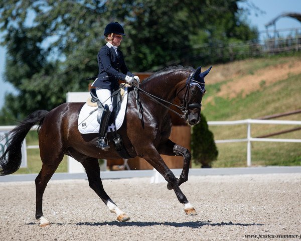 dressage horse Santo Florencio (Rhinelander, 2011, from San Amour I)