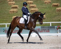 dressage horse Donna Rihanna (Oldenburg, 2013, from Don Frederic 3)