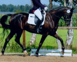 broodmare High Fidelity (Hanoverian, 2005, from Hochadel)