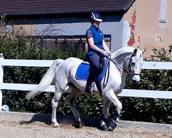 dressage horse Danny Boy (German Riding Pony, 1994)