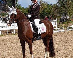 dressage horse Reitland's Die Oder Keine (German Riding Pony, 2010, from Reitland's Du oder Keiner)