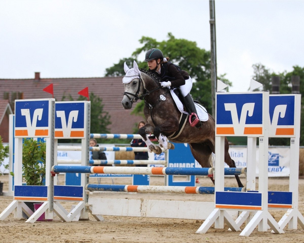 Springpferd Dornröschen 228 (Deutsches Reitpony, 2013, von Don Diabolo NRW)