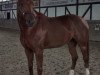 dressage horse Dolcezza 7 (Hanoverian, 2016, from Destano)