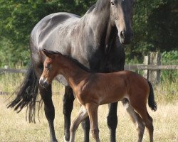 horse Captain Cholino (Westfale, 2020, from Captain Collin)