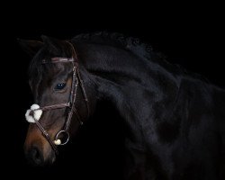 dressage horse Contendro's Cookie (Hanoverian, 2012, from Contendro I)