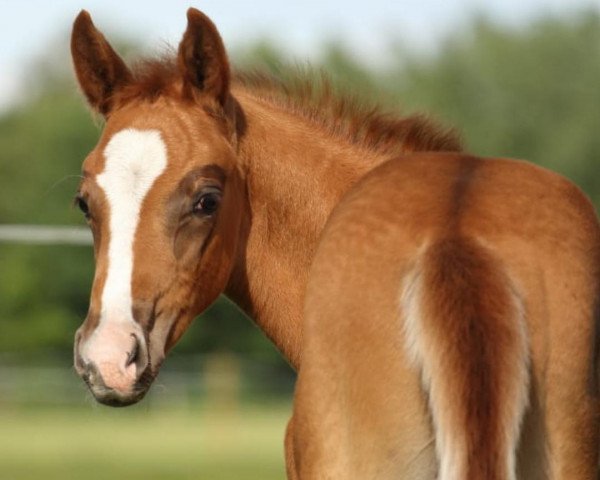 dressage horse S-Tronic M (Westphalian, 2020, from Selectric)