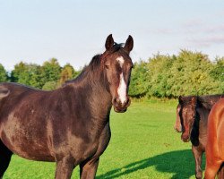 broodmare Wodka I (Holsteiner, 2006, from Quantum)