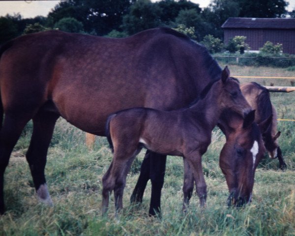 broodmare Piave (Holsteiner, 1978, from Montanus)