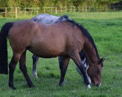 broodmare Sympathie II (Holsteiner, 2002, from Locato)