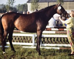 Zuchtstute Bijou (Holsteiner, 1987, von Sympatico)