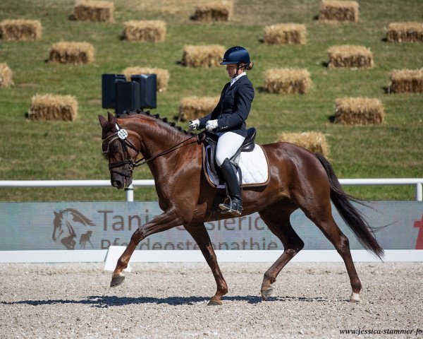 dressage horse Que Sera G (German Sport Horse, 2015, from Quantensprung 3)