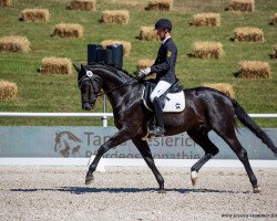 stallion Doubtless (German Sport Horse, 2015, from Don Nobless)