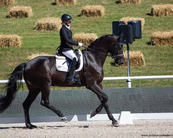 Dressurpferd Fine Black (Deutsches Sportpferd, 2015, von Fürst Romancier)