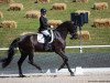 dressage horse Fine Black (German Sport Horse, 2015, from Fürst Romancier)