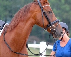 broodmare Melferergut's AKIRA (Austrian Warmblood, 1999, from Rohdiamant)