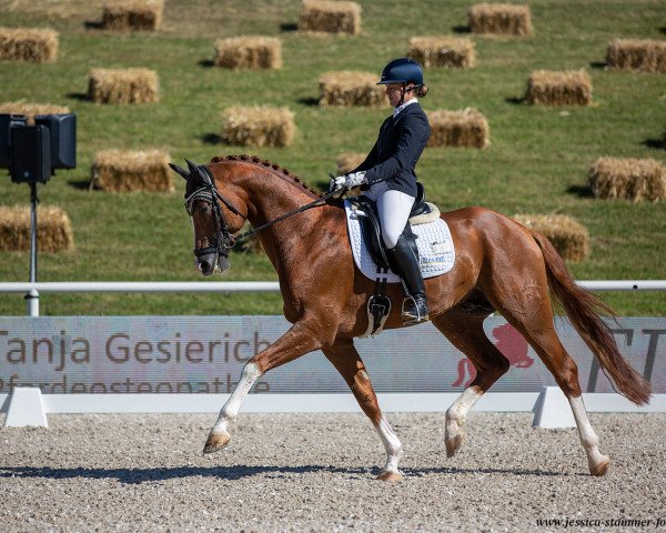 stallion Birkhof's Fabritius FBW (German Sport Horse, 2015, from For Romance I)