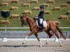 stallion Birkhof's Fabritius FBW (German Sport Horse, 2015, from For Romance I)