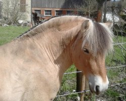 stallion Dustin (Fjord Horse, 2009, from Dalbyn)