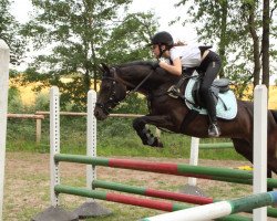 jumper Caya 27 (German Riding Pony, 2005, from Cebulon)