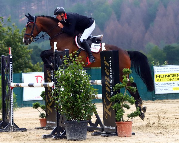 jumper H-Balissimo (Belgian Warmblood, 2013, from Royal Bliss MF)