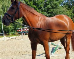 broodmare Catina 24 (Westphalian, 2014, from Comme il Faut)