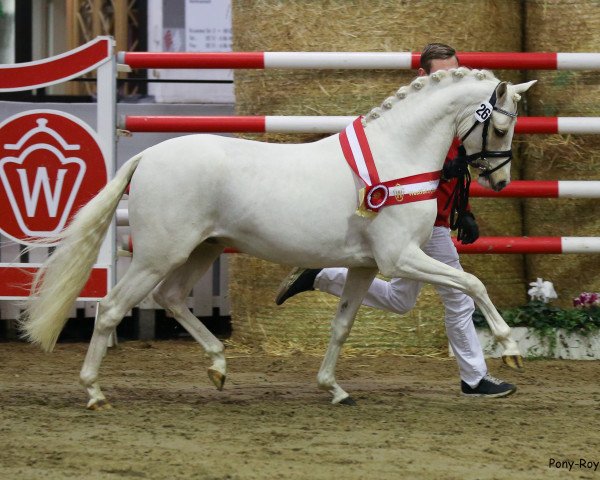 stallion George (German Riding Pony, 2017, from HET Golden Dream)
