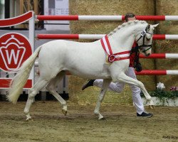 Deckhengst George (Deutsches Reitpony, 2017, von HET Golden Dream)