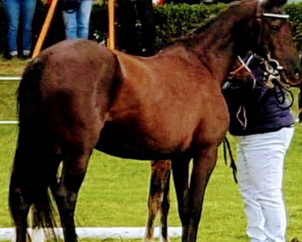 broodmare Alina N (German Riding Pony, 1999, from Magnum)