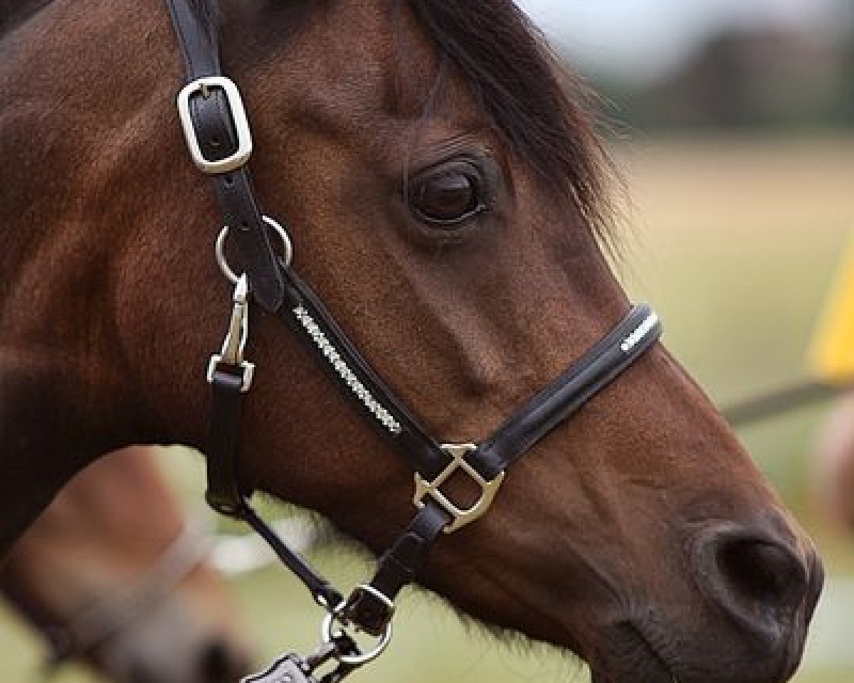Zuchtstute Ginger (Deutsches Reitpony, 2006, von Churchill)