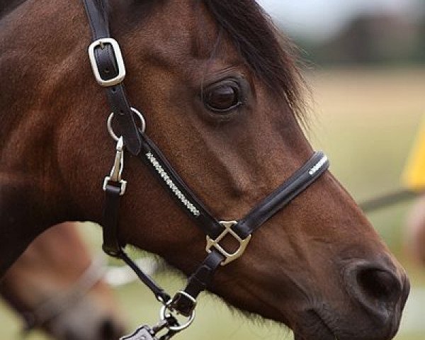 broodmare Ginger (German Riding Pony, 2006, from Churchill)